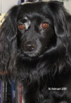 Tessa. Met engystol gaat het langzaam de goede kant op met haar oog.